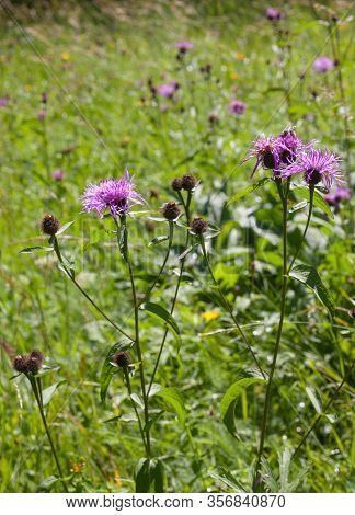 Knapweed (cornflower) Flowers (centaurea Jacea) In The Summer Field. Close-up.