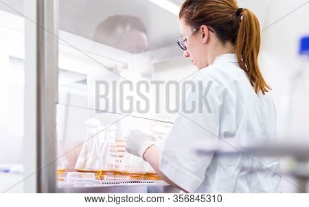 Female Scientist Working With Laminar Flow At Corona Virus Vaccine Development Laboratory Research F