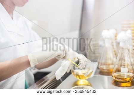 Female Scientist Working With Bacteria In Laminar Flow At Corona Virus Vaccine Development Laborator