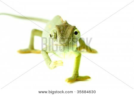 Kaméleon. Elszigeteltség fehér