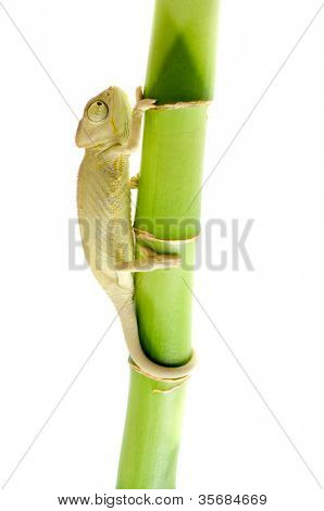 Kaméleon. Elszigeteltség fehér