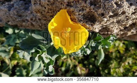 Beautiful Yellow Poppy Flower Grows On The Rock. Extraordinary Color Of Wild Poppies Glaucium Flavum