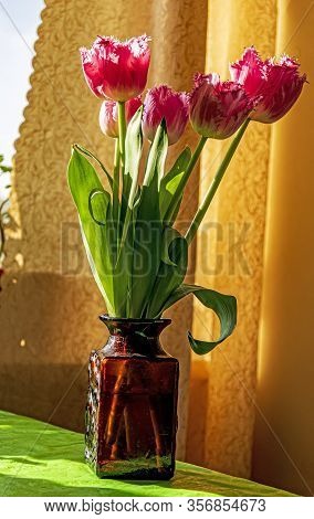 Fancy Frills Fringed Tulips Are For My Beloved In Vase