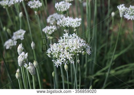 Closeup Of White Flowers Of The Garlic Chives , Allium Tuberosum . Medicinal Plants, Herbs In The Or