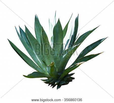 Exotic Plant Agave Isolated On White Background. Blue Agave