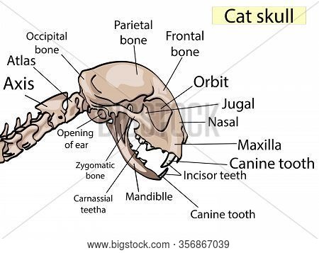 Cat Skull Anatomy. The Side View Shows The Main Parts That Made. For Basic Medical Education Also Fo