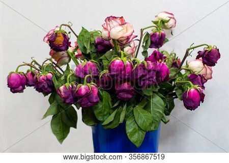 Dry Multi-colored Roses In A Blue Bucket Or Container In Front Of A Light Wall. The Holiday Is Over