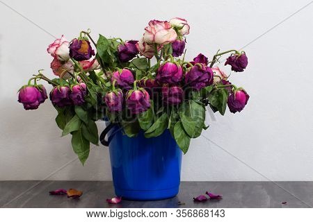 Dry Multi-colored Roses In A Blue Bucket Or Container In Front Of A Light Wall. Withered Rose Petals