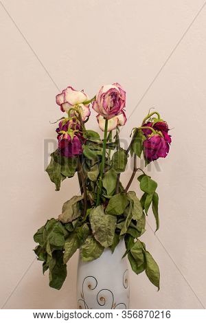 Withered Multicolor Five Roses In A Transparent Vase On The Table. Light Background. Selective Focus