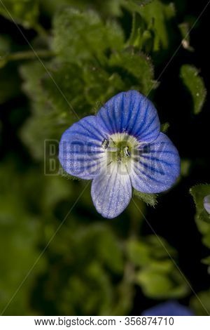 The Persian Veronica (veronica Persica) Is A Tiny Flower.