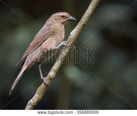 Shiny Cowbird Perched On A Tree Branch
