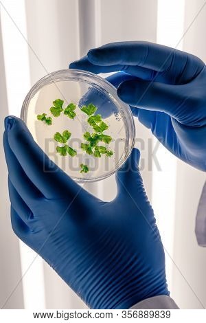 Scientific Handling Cultures In Petri Dishes In Bioscience Laboratory Refrigerator. Concept Of Scien