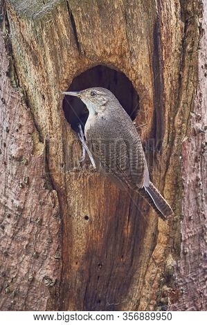 Wren Bird Entering Its Nest In A Dry Tree