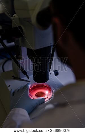 Scientific Handling A Light Stereomicroscope Examines A Culture In A Petri Dish For Pharmaceutical B