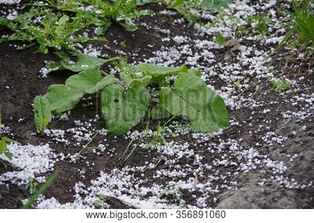 Thunderstorm With Heavy Hail And Rain With Snow. The Hail Broke The Leaves. A Hole In The Leaves. Ha