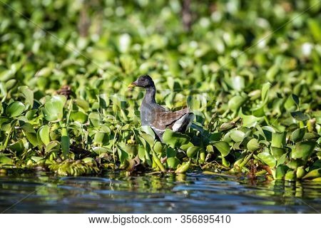 Juvenille common moorhen, gallinula chloropus, in the water hyacinth plants, Eichhornia crassipes, Lake Naivasha, Kenya. 