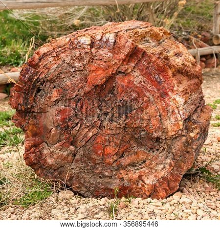 Fossilised tree trunk in Utah, USA. The wood has turned to stone over milennia.
