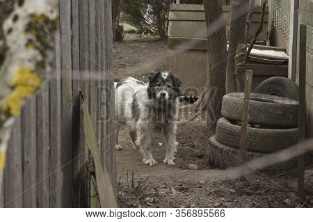 A Pooch Dog Lives On A Chain In Poor Conditions In A Poor Rural Area. The Yard Is Very Poor Villager