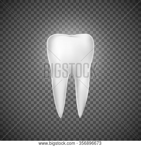 Realistic Tooth Illustration. Dental Care And Tooth Restoration. Medicine Icon. Vector Illustration 