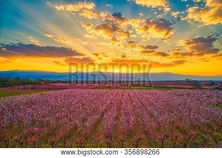 Orchard Of Peach Trees In Bloomed In Spring