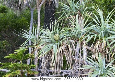 Pandanus Tree With Nut