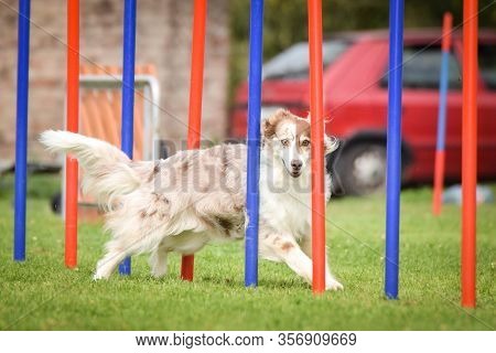 Redmerle Border Collie Is Running On Czech Agility Competition Slalom. Prague Agility Competition In