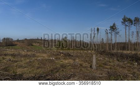 View For Landscape With Cut Down Forests After Bark Beetle