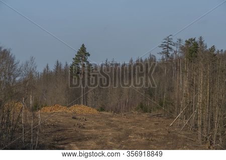 View For Landscape With Cut Down Forests After Bark Beetle