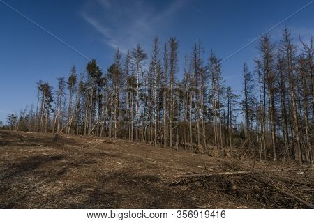 View For Landscape With Cut Down Forests After Bark Beetle
