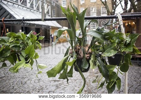 Indoor Potted Plants On Taut Ropes Outside For Sale