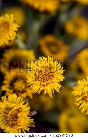Yellow And Pretty Flowers Of Coltsfoot (tussilago Farfara)