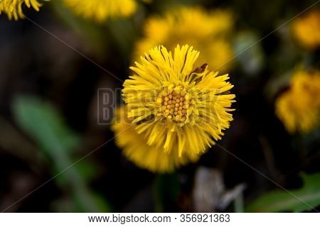 Yellow And Pretty Flowers Of Coltsfoot (tussilago Farfara)