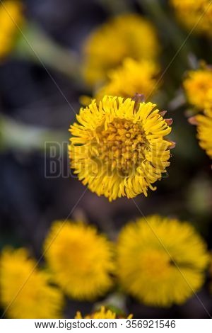 Blooming In Early Spring Bush Coltsfoot. Beautiful Yellow Coltsfoot Flower. Tussilago Farfara (colts