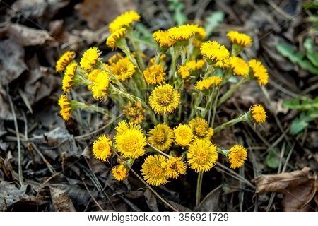 Yellow And Pretty Flowers Of Coltsfoot (tussilago Farfara)