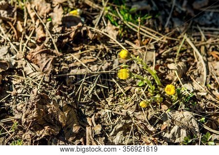 Yellow And Pretty Flowers Of Coltsfoot (tussilago Farfara)