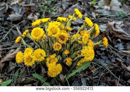 Blooming In Early Spring Bush Coltsfoot. Beautiful Yellow Coltsfoot Flower. Tussilago Farfara (colts