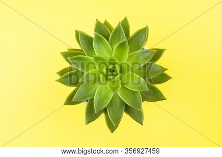 Trendy Succulent Haworthia Cymbiformis Closeup On Yellow Background, Copy Space, Flatly. For Social 