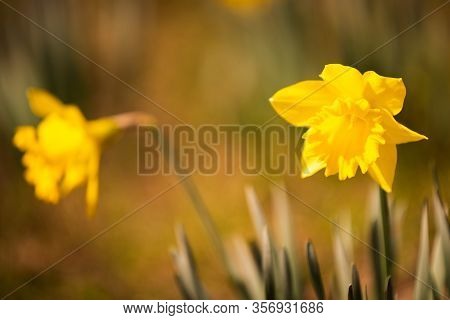 Yellow Daffodils On The Meadow Before Spring. Suny Day In Austria