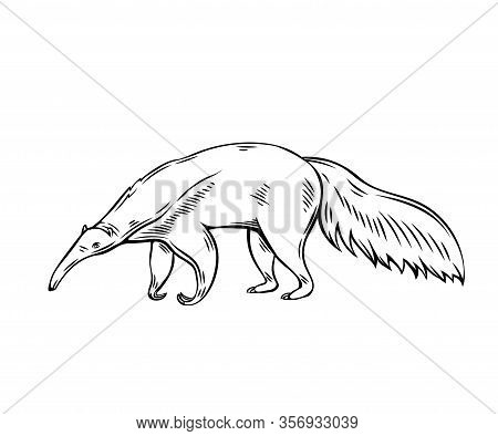 Anteater Animal Icon. Ant-bear Outline Vector Illustration For Zoo Design.