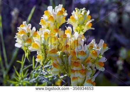 Linaria Vulgaris, Names Are Common Toadflax, Yellow Toadflax, Or Butter-and-eggs.
