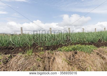 Aquitania, Boyaca / Colombia; April 8, 2018: Rural Andean Landscape, Field Of Welsh Onion, Allium Fi