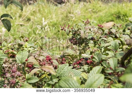 Blackberry, Rubus Fruticosus, Bramble With Ripening And Ripe Berries, In Aquitania, Boyaca, Colombia