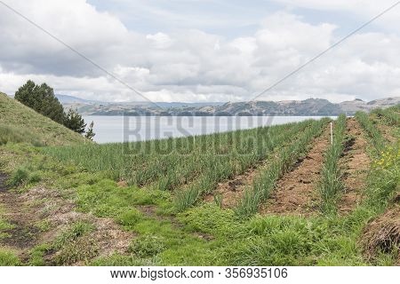 Aquitania, Boyaca / Colombia; April 8, 2018: Rural Andean Landscape, Welsh Onion Fields, Allium Fist