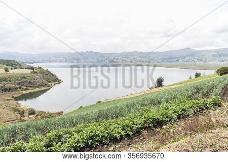 Aquitania, Boyaca / Colombia; April 8, 2018: Rural Andean Landscape, Welsh Onion Fields, Allium Fist