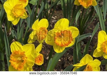 Narcissus Of The Bulley Species On A Flowerbed.