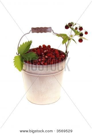 Wilde Erdbeeren