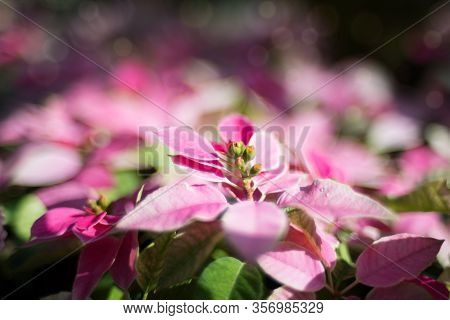 Colorful Foliage Nature Background In Pink And Green Tones. Floral Nature Background Of Alternanther