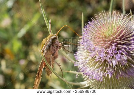 Hawk Moth Macro Detail Extracting Nectar From A Thistle In Springtime Bugs, Insect Macro