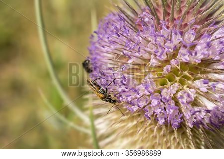 Macro Bugs Pollinating Detail Extracting Pollen From A Thistle In Springtime Insect