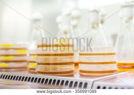 Scientist Growing Bacteria In Petri Dishes On Agar Gel As A Part Of Scientific Experiment.